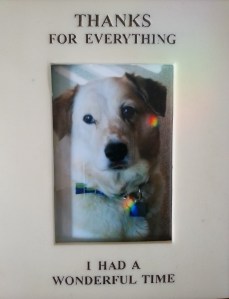 Rainbow Angel trimmed